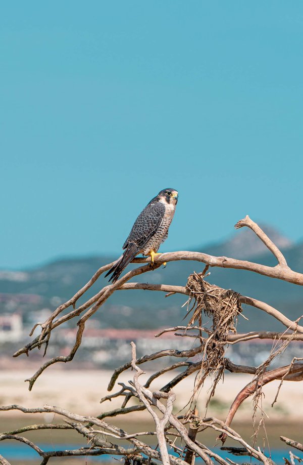 Quels sont les enjeux de la conformité RGPD pour les startups en 2023 ?